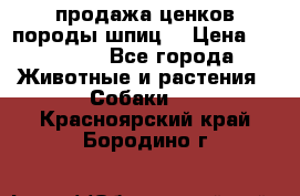 продажа ценков породы шпиц  › Цена ­ 35 000 - Все города Животные и растения » Собаки   . Красноярский край,Бородино г.